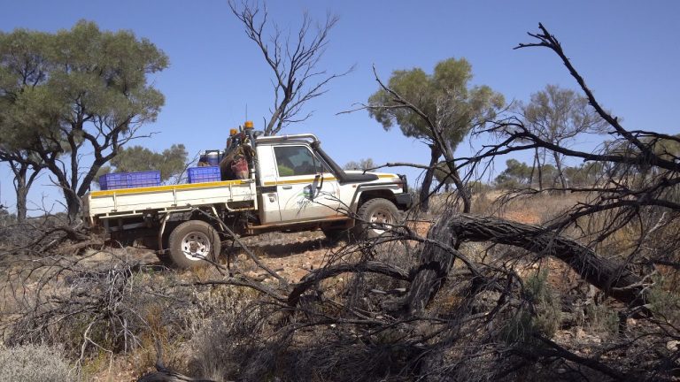 A white pickup truck with blue crates in the bed drives through a dry, brushy landscape, likely for geophysical exploration or seismic survey.